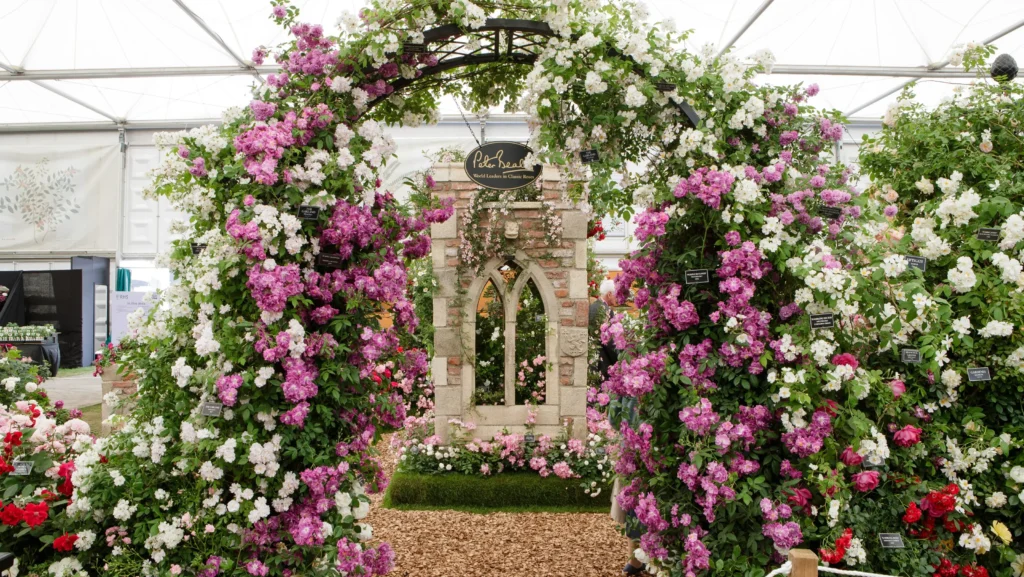 Rose arch with white and pink roses with brick arch window set behind. 