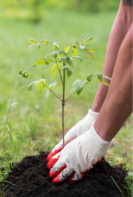 a pair of gloved hands around a small, young tree and soil.