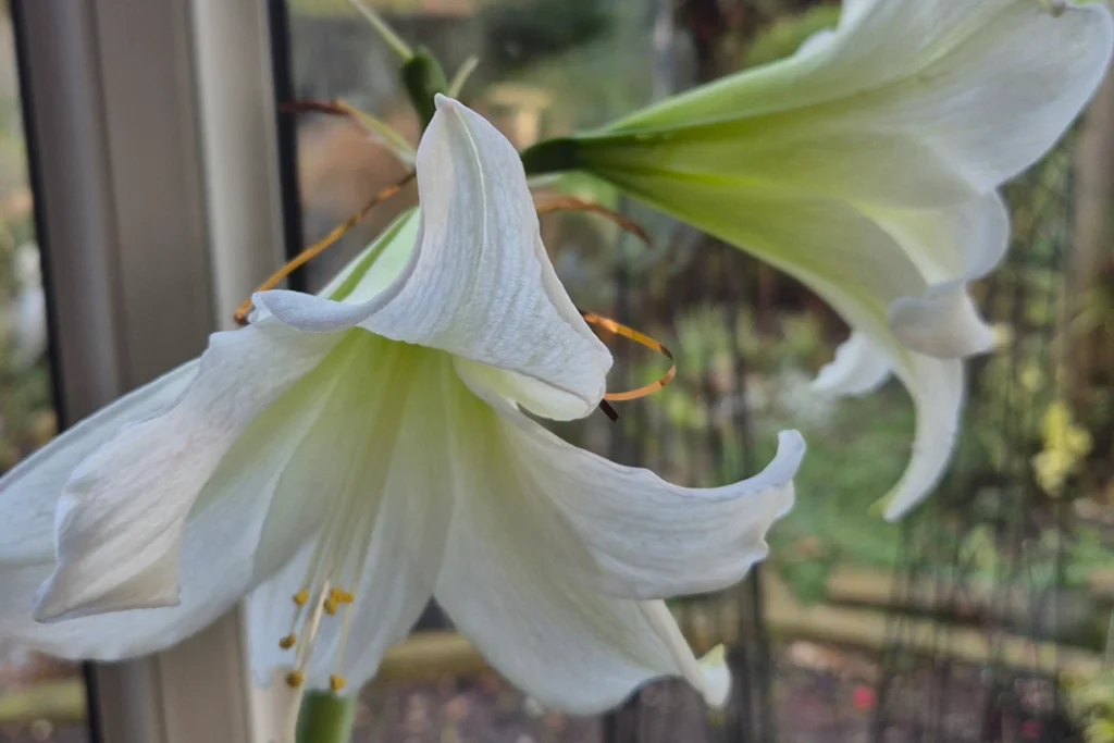 A close-up of two white amaryllis flowers in full bloom, positioned near a window. The delicate petals curve gracefully outward, revealing pale green centers and yellow stamens. Soft natural light highlights the intricate texture of the petals. In the blurred background, a garden with greenery and wooden structures is visible through the window.