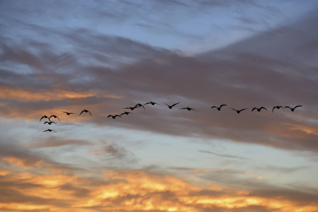 A flock of geese in silhouette flies across a dramatic evening sky, with hues of orange, gold, and deep blue blending into streaked clouds. The birds are in formation, their wings outstretched as they migrate.