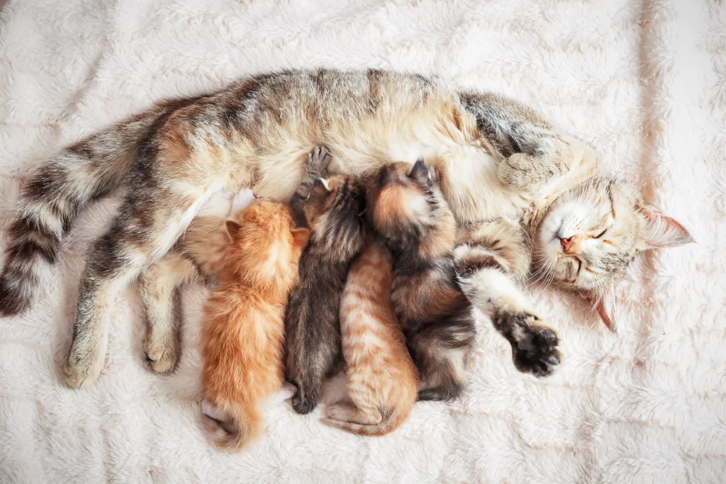 A tabby cat lies on a soft, cream-colored blanket, eyes closed and one paw stretched out. Four tiny kittens in shades of orange, black, and grey nurse contentedly.