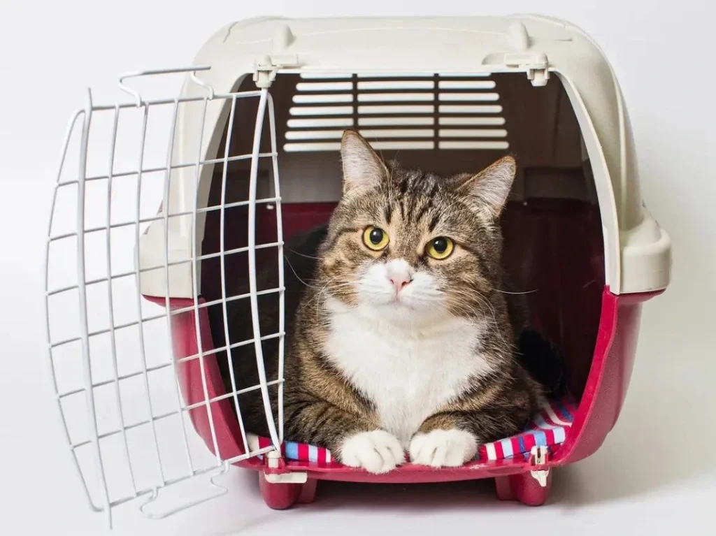 A tabby cat with white paws and chest sits inside a red and beige plastic pet carrier with the front door open. The cat looks directly at the camera with bright yellow eyes. The carrier is lined with a striped red, white, and blue blanket, and the background is a plain white studio setting.