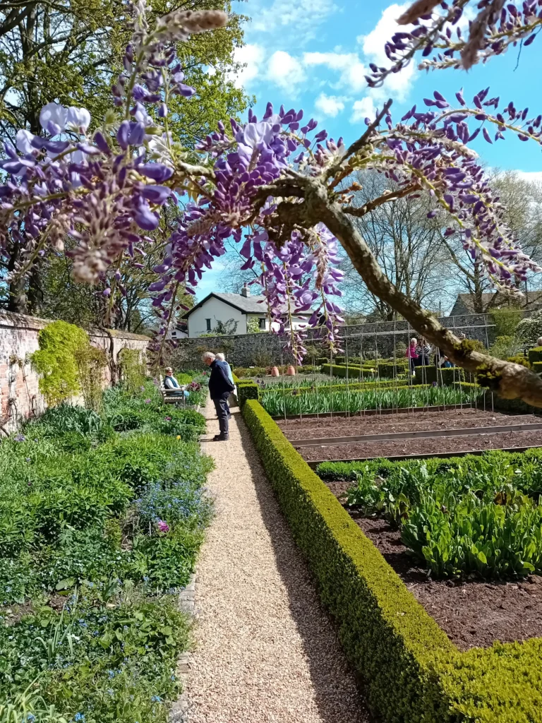 A vibrant spring garden scene with a gravel path running through the middle, bordered by neatly trimmed hedges and lush planting beds. In the foreground, purple wisteria flowers frame the view, with people strolling and relaxing in the background under a bright blue sky.