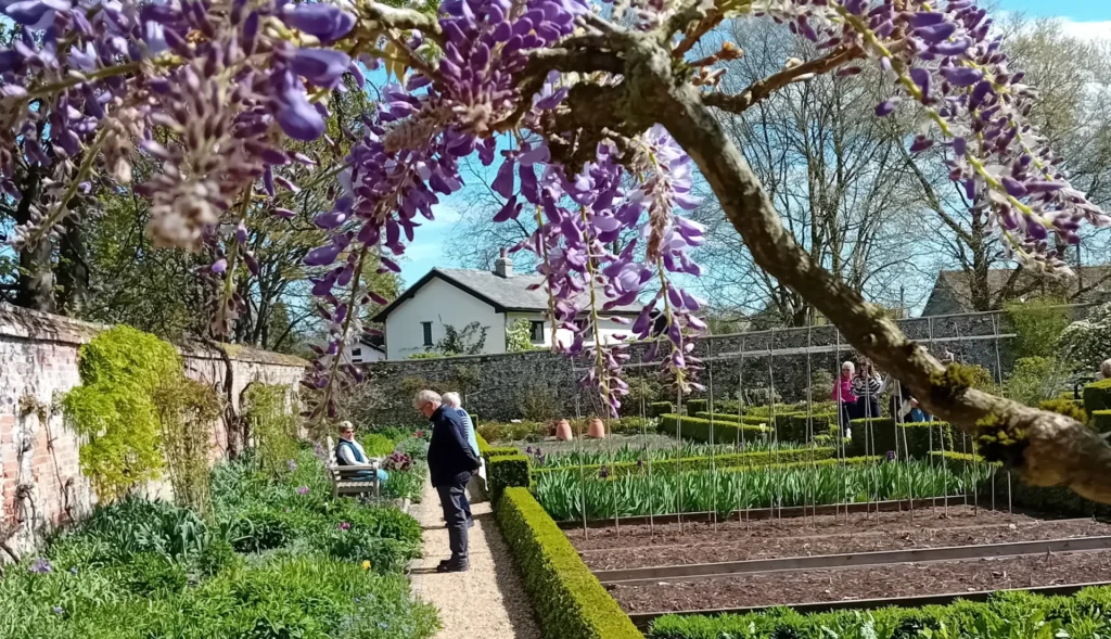 A vibrant spring garden scene with a gravel path running through the middle, bordered by neatly trimmed hedges and lush planting beds. In the foreground, purple wisteria flowers frame the view, with people strolling and relaxing in the background under a bright blue sky.