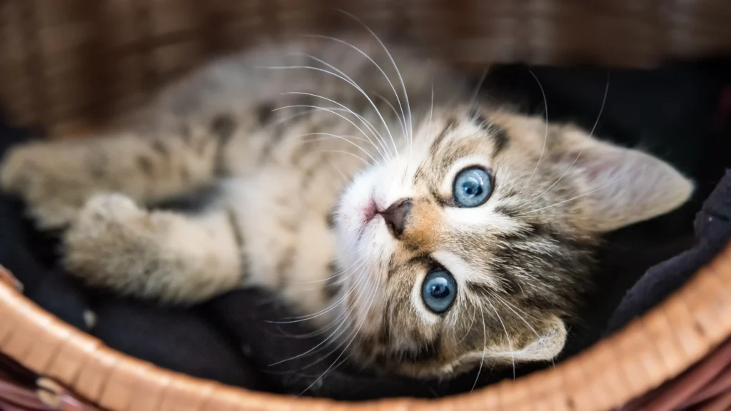 Close-up of a fluffy tabby kitten with bright blue eyes lying in a basket and looking up at the camera.