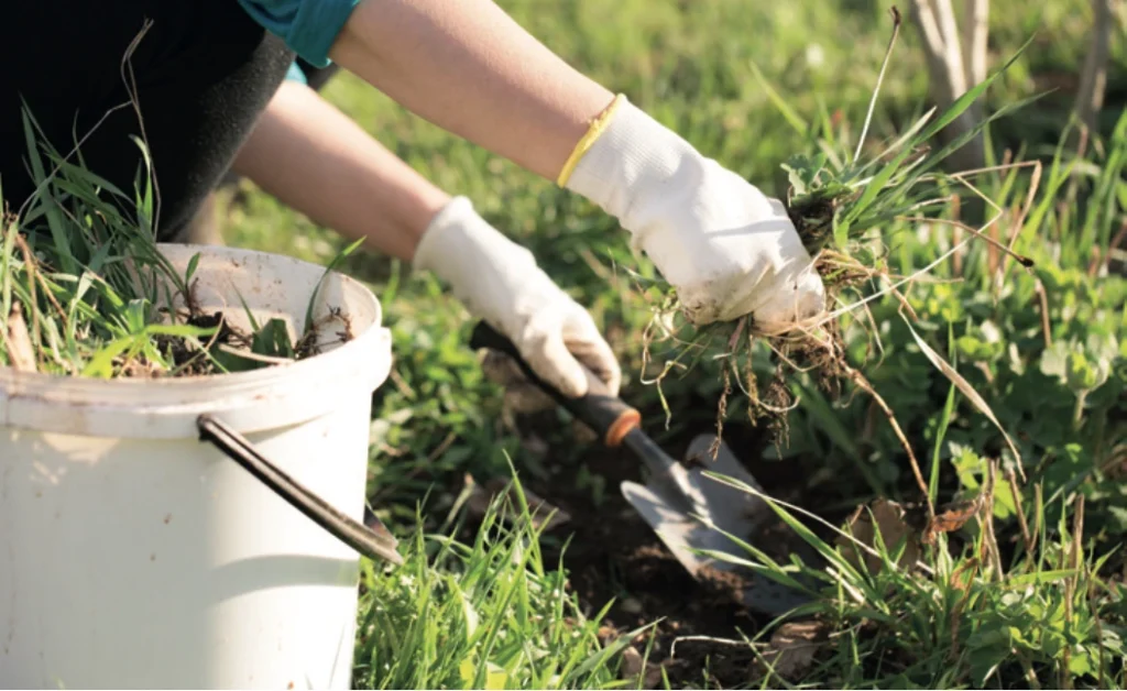 Close-up of a person weeding in a garden. They are wearing white gloves and using a small hand trowel to remove weeds, placing them into a white bucket already filled with pulled plants. The scene is bright and green, suggesting spring gardening.