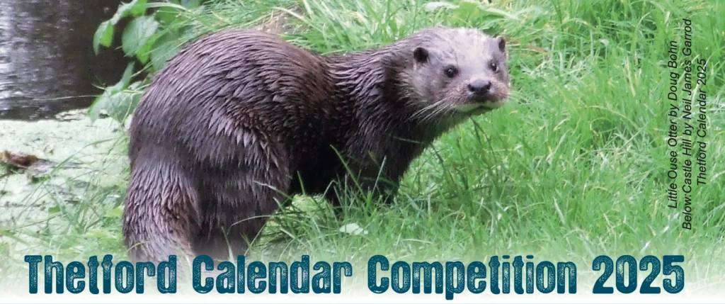 A wet otter stands on lush green grass near the edge of a river or stream, looking towards the camera. Text reads: "Thetford Calendar Competition 2025" with smaller text noting "Little Ouse Otter by Doug Bohm"