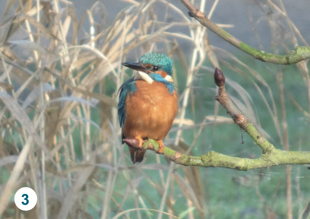 A kingfisher perched on a branch, showing its vivid blue and orange plumage against a softly blurred natural riverside background.