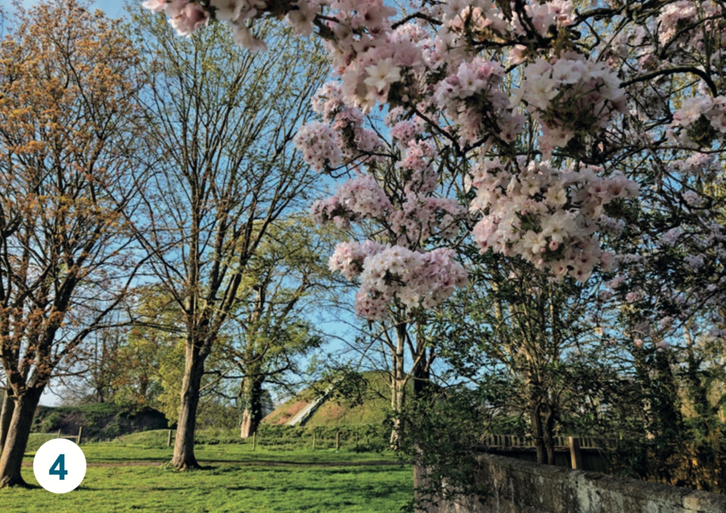 Spring blossom at Thetford Castle Park, with pale pink flowering trees framing the ancient castle mound under a bright blue sky.