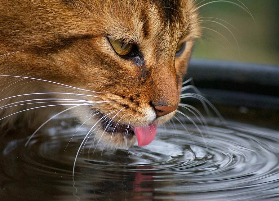 Close-up image of a tabby cat drinking water, its pink tongue touching the surface and creating small ripples. The cat's fur is golden-brown with black stripes, and its whiskers are long and white. The cat's eye is sharp and focused, with a dark reflection in the water.