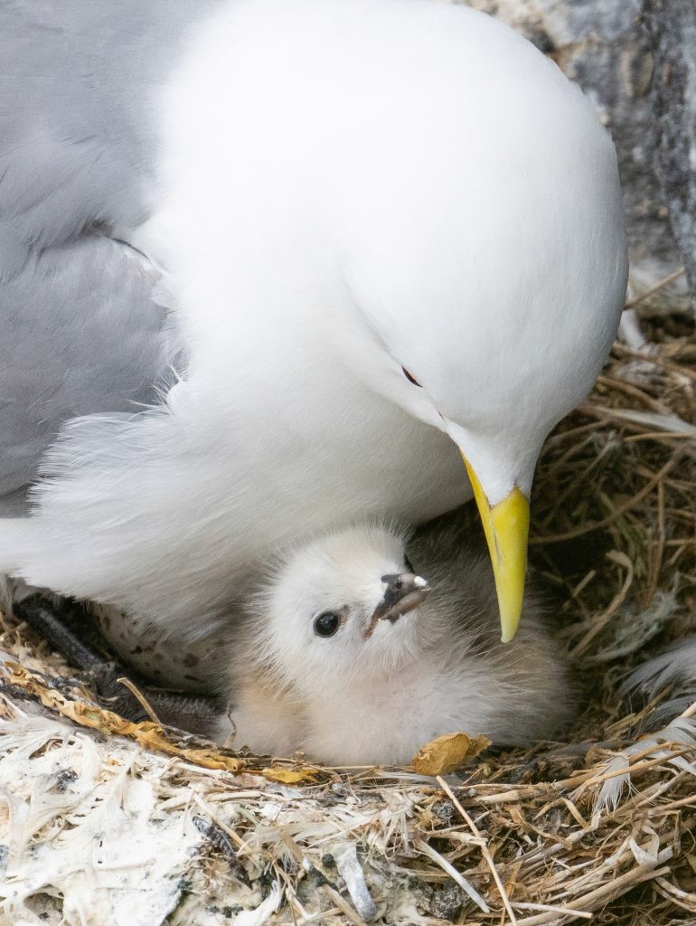 Close-up of an adult seabird with white feathers, a grey back and wings, and a yellow beak, sheltering a fluffy white chick in a nest made of twigs and grass. The chick looks up while nestled under the parent’s body, with soft downy feathers and a small open beak. The nest is lined with feathers and natural debris.