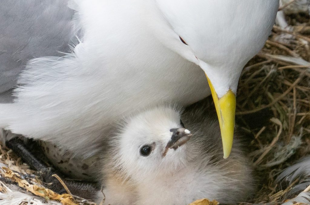 Close-up of an adult seabird with white feathers, a grey back and wings, and a yellow beak, sheltering a fluffy white chick in a nest made of twigs and grass. The chick looks up while nestled under the parent’s body, with soft downy feathers and a small open beak. The nest is lined with feathers and natural debris.