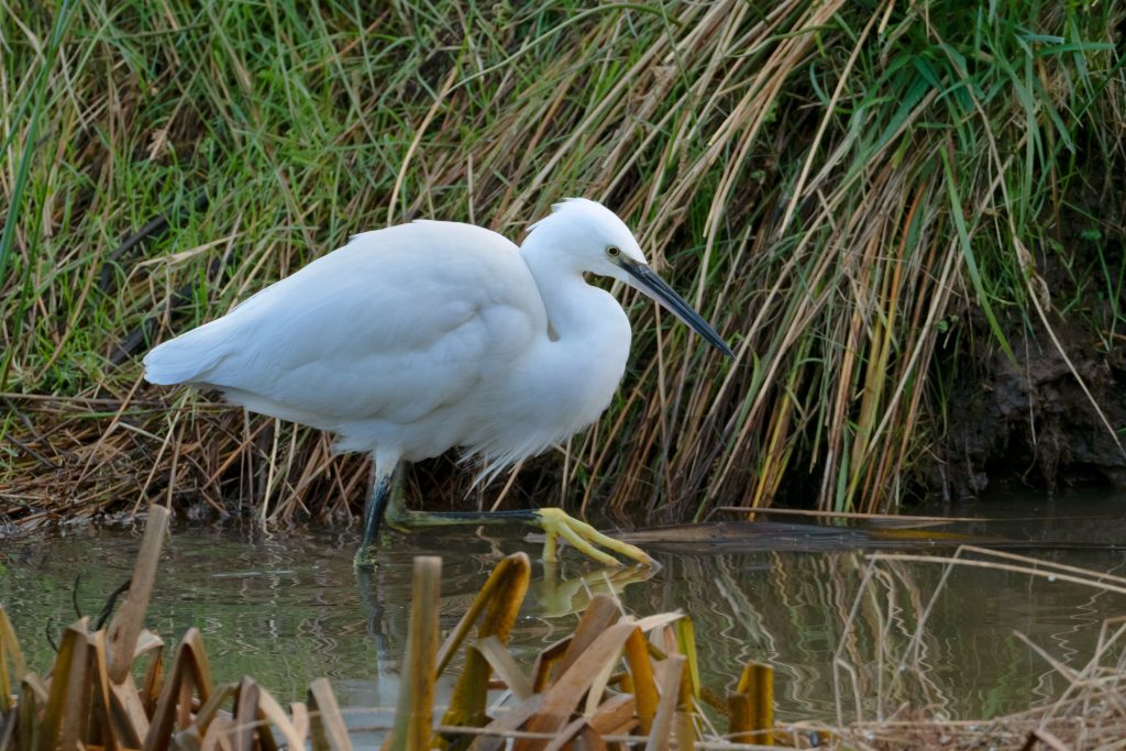 A little egret, a white wading bird with a slender black beak and yellow feet, standing in shallow water beside reeds and grasses.
