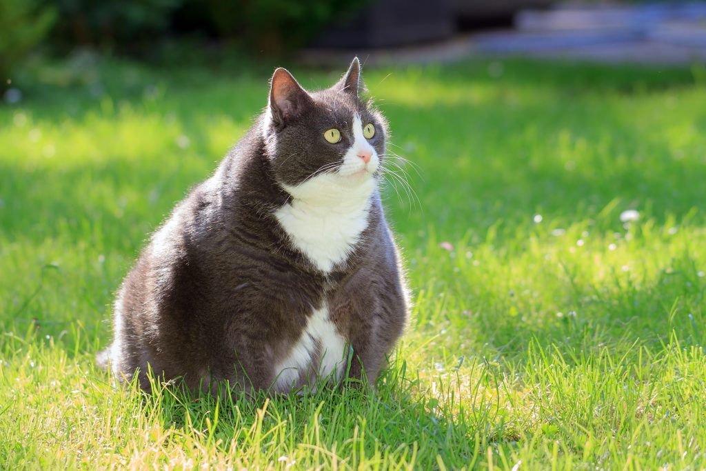 A large grey and white cat with bright yellow-green eyes sits alertly on a sunlit lawn, surrounded by fresh green grass. The cat looks to the side with a focused expression, its fur gleaming softly in the sunlight.