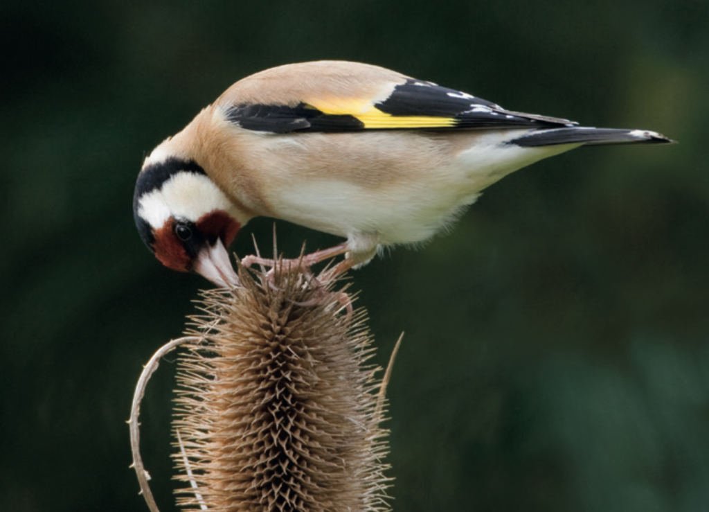 A close-up photograph of a goldfinch perched on a teasel head, delicately pecking at the seeds. The bird’s striking plumage is visible — a red face, black and white head markings, warm brown back, and bright yellow bar across its black wings. The background is softly blurred green foliage, drawing attention to the fine details of the bird and plant.