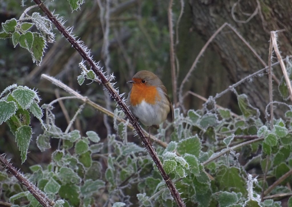  A small robin perched on a frost-covered branch among icy green leaves, its orange-red chest bright against the wintry background.