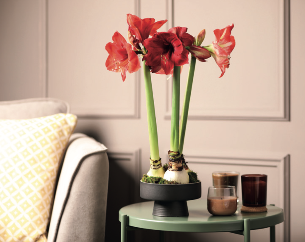 A stylish indoor scene featuring a pot of tall red amaryllis flowers on a small green side table beside a beige sofa with a yellow patterned cushion. The background shows soft grey panelled walls, creating a cosy, elegant setting.