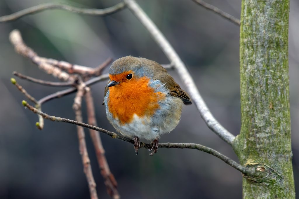A close-up photograph of a European robin perched on a thin tree branch. The bird has a bright orange-red breast and face, with grey-brown wings and a pale underside. It is facing slightly to the left, with its feet gripping the branch. Bare branches and a tree trunk frame the scene, while the background is softly blurred, suggesting an outdoor woodland or garden setting.