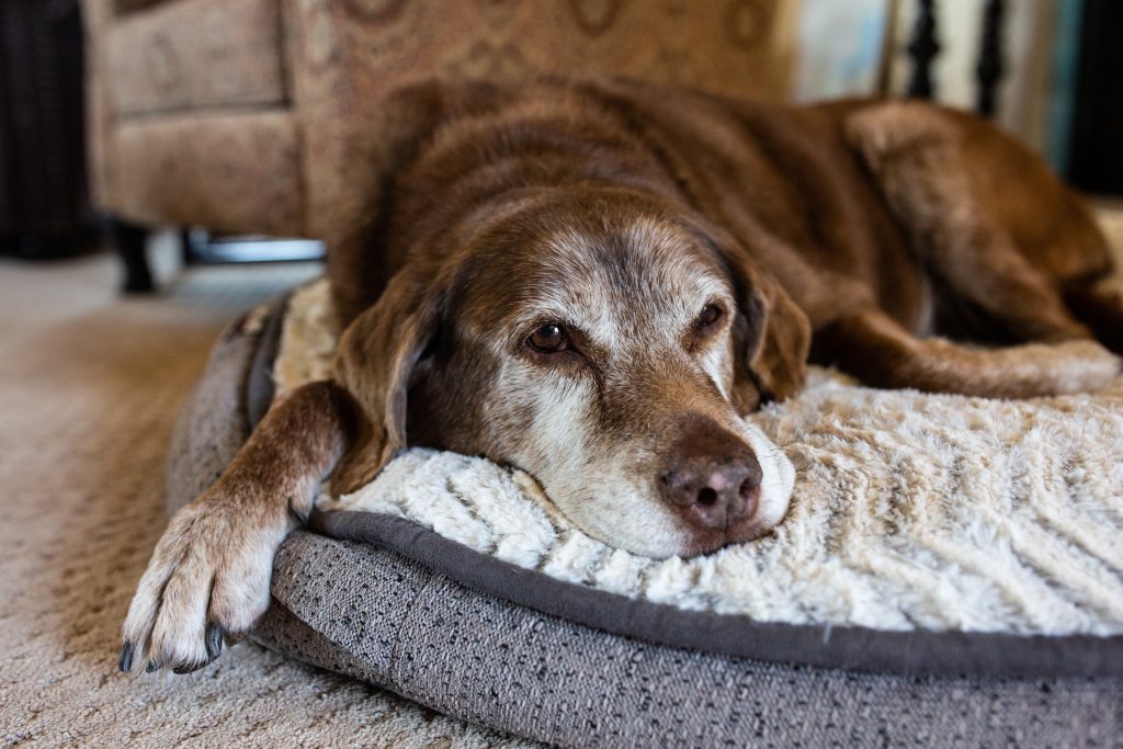 A close-up photograph of an elderly brown dog lying on a cushioned dog bed indoors, with its head resting on the edge and one front paw stretched forward. The dog has greying fur around its muzzle and eyes and appears relaxed and resting. The background shows a softly focused living room setting with carpeted flooring and upholstered furniture.