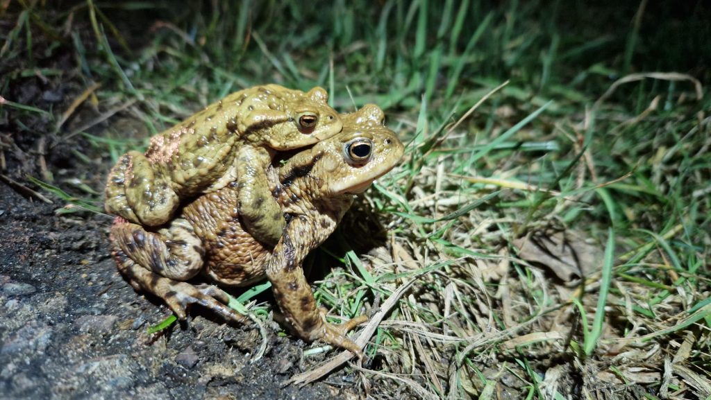 Two common toads on grass at night, with one toad riding on the other during the breeding season.