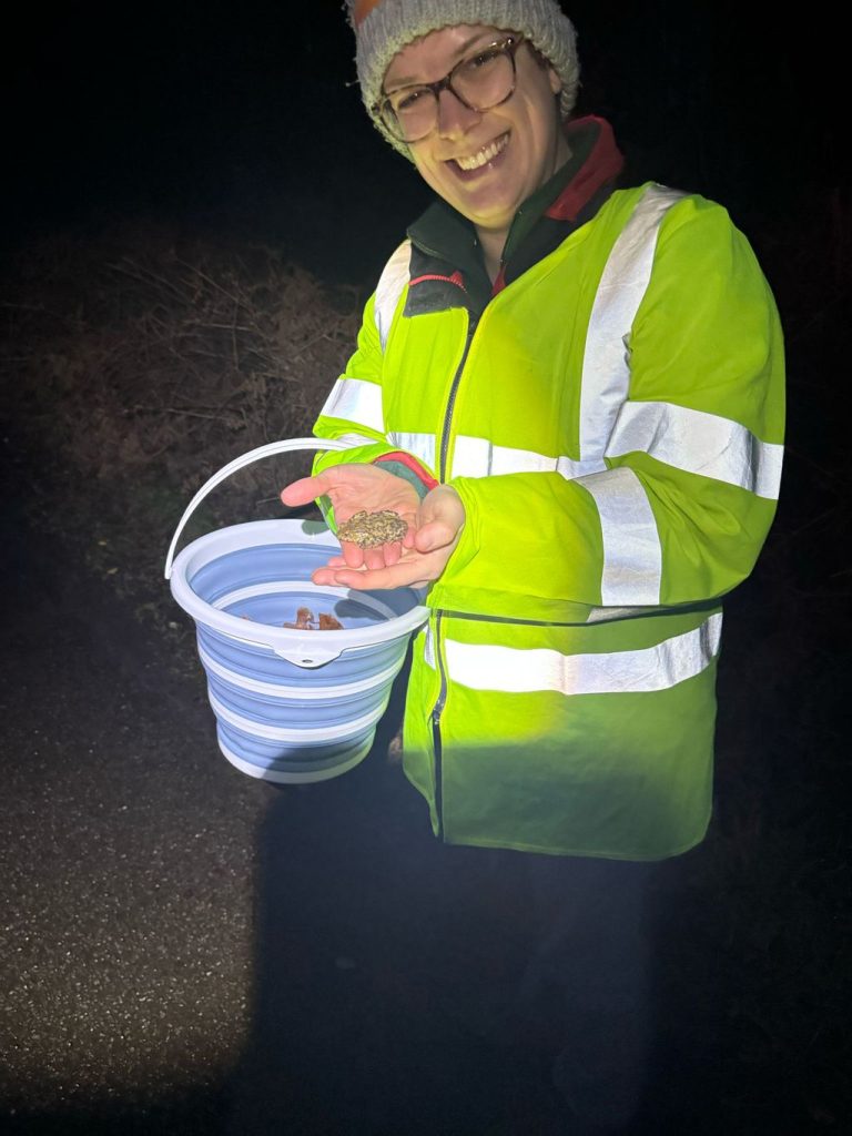 Volunteer wearing a high-visibility jacket holding a common toad at night, with a bucket used for safely moving toads across the road.