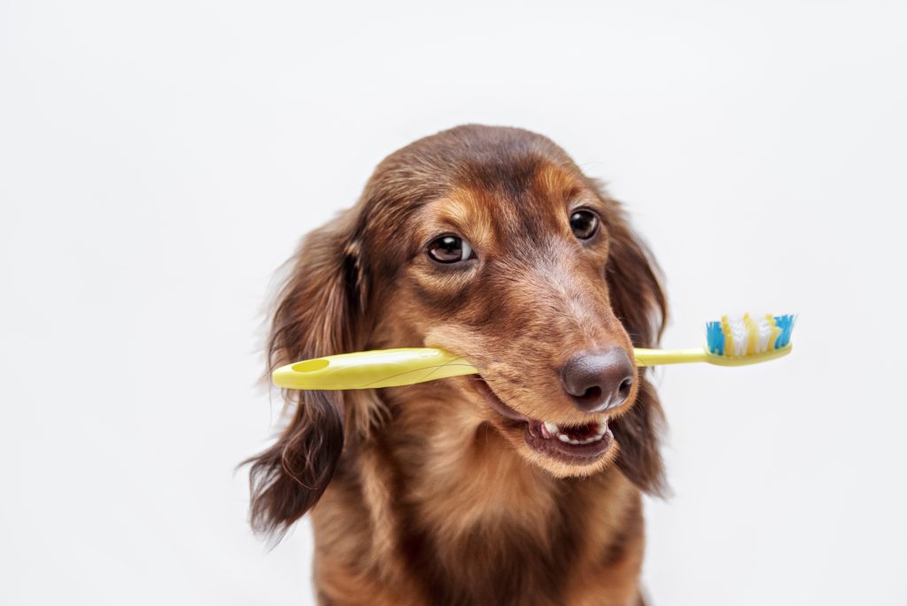 Close-up of a brown dachshund holding a yellow toothbrush in its mouth, looking towards the camera against a plain light background.