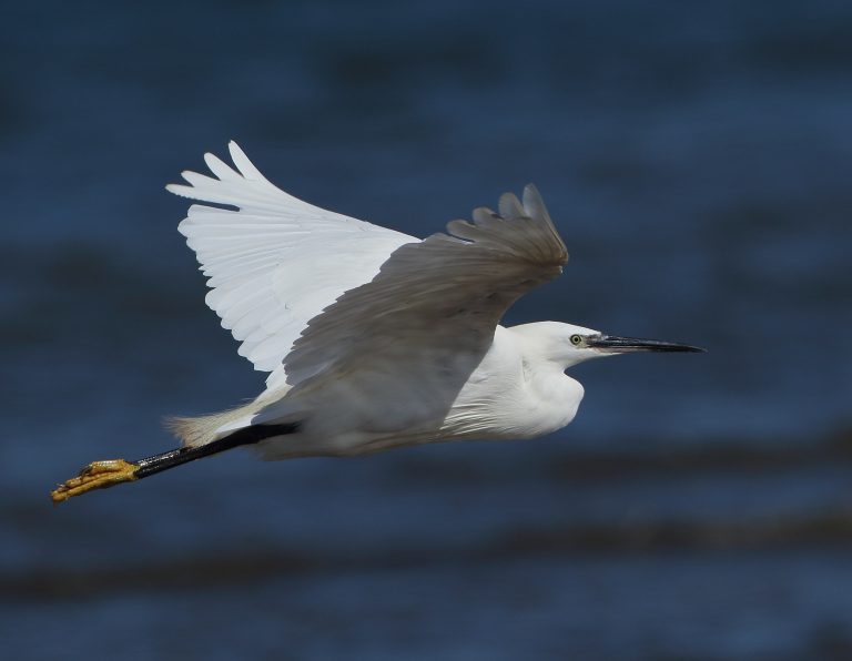 A little egret in flight over dark blue water, its white wings fully outstretched and slightly curved upward. The bird’s long black beak points forward and its black legs trail behind, with bright yellow feet visible at the tips. The background is softly blurred, emphasising the egret’s crisp white plumage against the water.