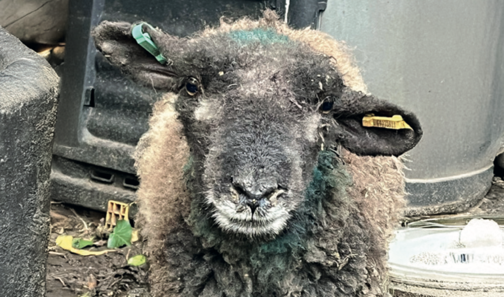 Close-up photograph of a sheep facing the camera, with dark, curly fleece and patches of green spray marking on its wool. The sheep has yellow and green ear tags and stands on muddy ground with scattered leaves, with a farm building and plastic containers visible in the background.