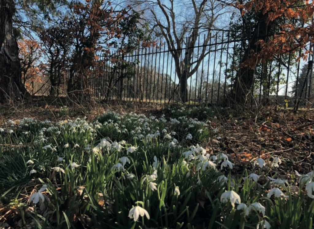 A natural outdoor photograph showing a low, ground-level view of a dense patch of white snowdrops in bloom, their nodding flowers clustered among green leaves and fallen brown leaf litter. The flowers grow beside a black metal fence running across the background, with leafless trees and winter undergrowth beyond it under a clear blue sky. The scene has a calm, early-spring feel, with sunlight catching the flowers and surrounding woodland edge.