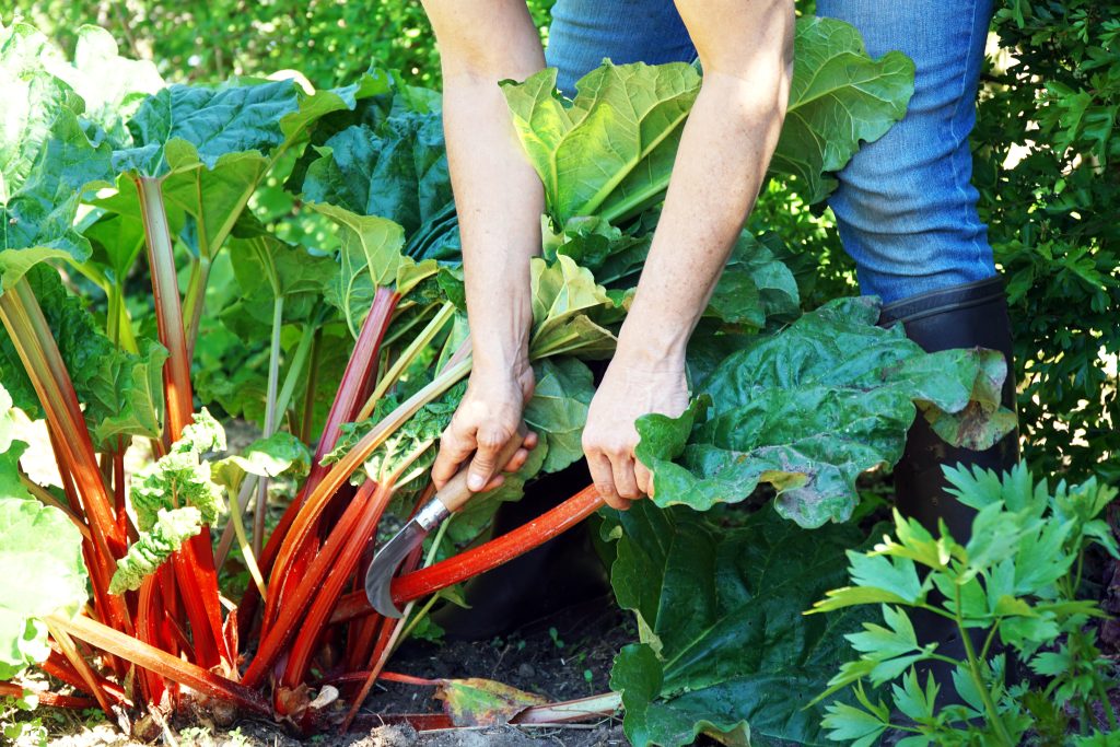 A close-up photograph of a person harvesting rhubarb in a garden. The image focuses on their forearms and hands as they grasp several thick red rhubarb stalks with large green leaves. In one hand, they hold a small curved gardening knife, positioned near the base of the stalks where they meet the soil.The person is wearing blue jeans and black rubber gardening boots, partially visible on the right side of the image. The rhubarb plant is dense, with multiple bright red stems clustered together and surrounded by broad, textured green leaves. The soil at the base is dark and slightly disturbed where the stalks are being cut.The background is filled with lush green foliage, suggesting a well-established garden or allotment. Bright natural sunlight highlights the vivid red of the rhubarb stalks and the glossy green leaves, creating a fresh, summery feel.