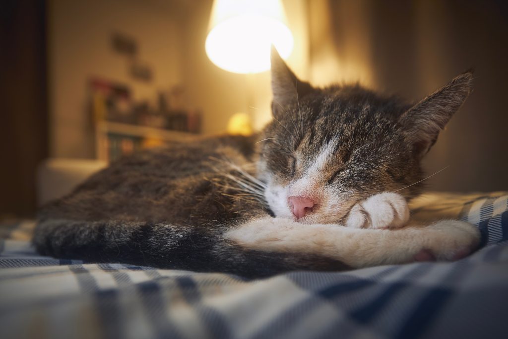 A tabby cat curled up asleep on a bed, resting its head on its paws under a warm bedside lamp, with a softly blurred bedroom background.