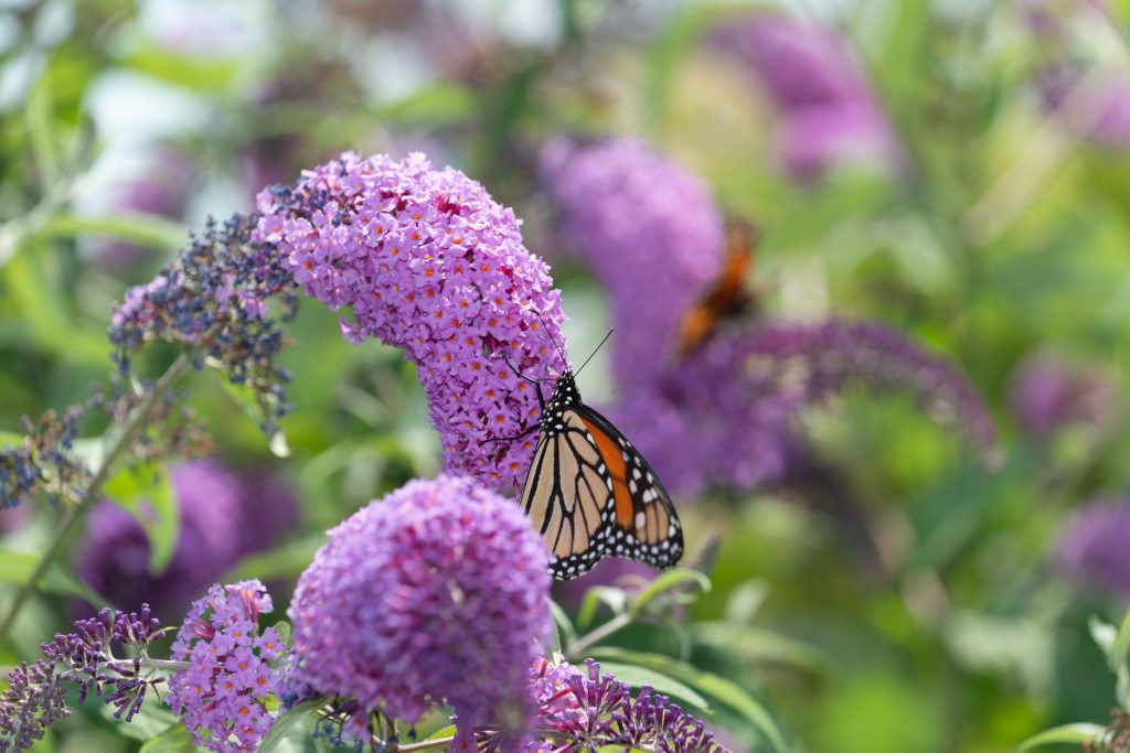 A monarch butterfly with orange and black patterned wings rests on a curved cluster of bright purple buddleia flowers. The foreground blooms are in sharp focus, while additional purple flower spikes and green foliage blur softly in the background, creating a summery garden scene.