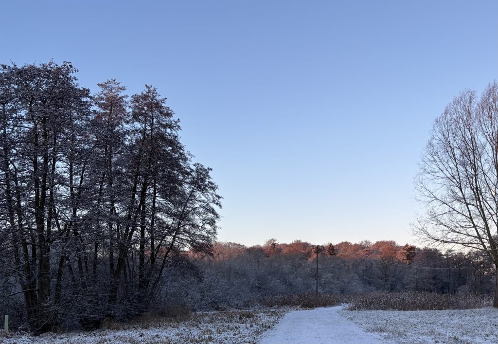 Winter landscape scene showing a snow-dusted path curving through open ground, bordered by trees. The trees on the left are dense and shadowed, while those in the distance are lightly covered in frost and lit with a warm pink glow from the low sun. A clear blue sky stretches overhead, with a single telegraph pole and wires visible along the path.