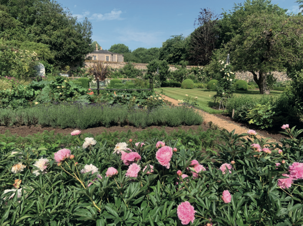 A landscaped garden in full bloom with pink and white peonies in the foreground, bordered by neat rows of shrubs and a winding gravel path leading towards a stone wall and a house in the background, surrounded by mature trees.