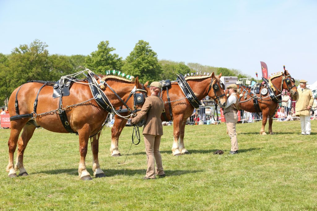 A line of large, harnessed horses stand in a grassy show ring while handlers in traditional-style clothing inspect them. Spectators and event tents are visible in the background on a sunny day.