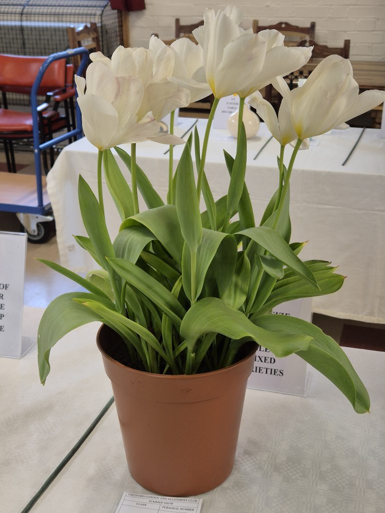 A pot of tall white tulips with green leaves sits on a table at an indoor show, with chairs and display signs visible in the background.
