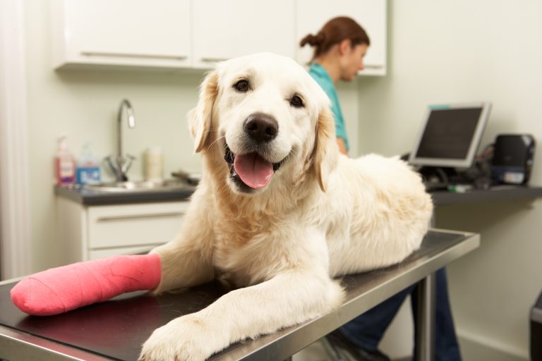 A golden retriever lies on a veterinary examination table, looking at the camera with its mouth open and tongue out. One of its front legs is wrapped in a bright pink bandage. In the background, a veterinary professional works at a counter with medical supplies and a computer, in a clean clinic setting.