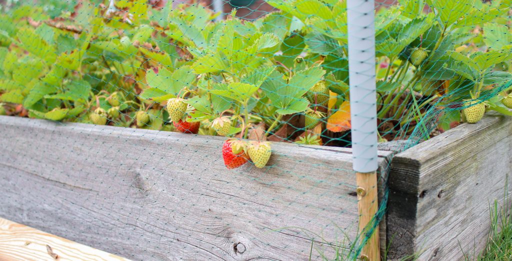 Close-up photo of strawberry plants growing in a raised wooden garden bed covered by green protective netting. Several strawberries at different stages of ripeness hang over the edge of the planter, with bright green leaves filling the background. A support pole and weathered wood frame are visible in the foreground.