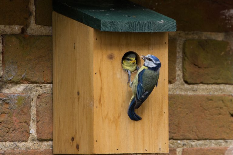 Photo of a wooden bird nest box mounted on a brick wall, with an adult blue tit clinging to the entrance hole while a chick peers out from inside. The adult bird appears to be feeding or checking on the young bird, with both birds’ blue, yellow and white feathers clearly visible. Cobwebs and the texture of the wood and brickwork can also be seen in the close-up image.