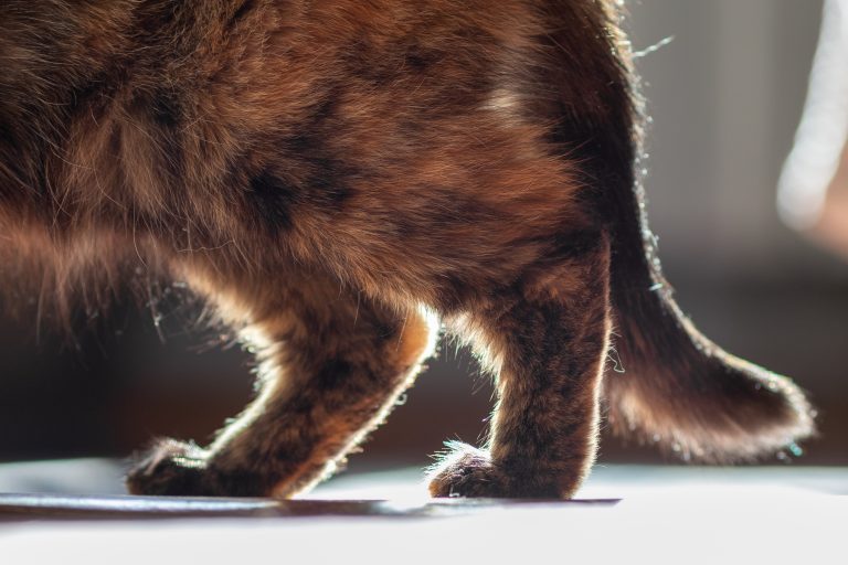 Close-up photo of the lower half of a tortoiseshell cat walking across a sunlit surface indoors. The image focuses on the cat’s fluffy brown, black and ginger fur, legs and tail, with bright backlighting highlighting the fur around its paws and underside. The background is softly blurred, drawing attention to the texture and colouring of the cat’s coat.