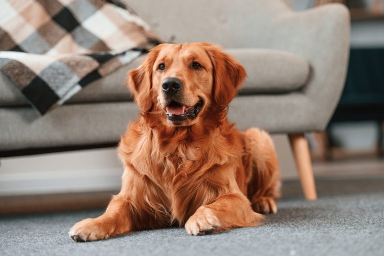 A golden retriever lies comfortably on a carpet in a living room, looking towards the camera with a relaxed expression. A grey sofa with a checked blanket is visible in the background.