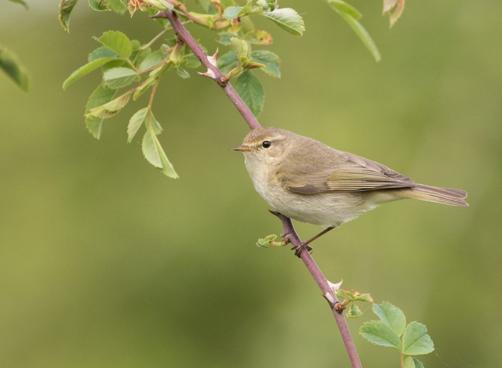 A small Chiffchaff perches on a thorny branch covered in fresh green leaves. The bird has subtle olive-brown upperparts, pale underparts and a fine pointed bill, blending well into its natural surroundings. The softly blurred green background helps the bird stand out, highlighting the delicate plumage and characteristic warbler shape.Image credit: Liz Cutting / BTO.