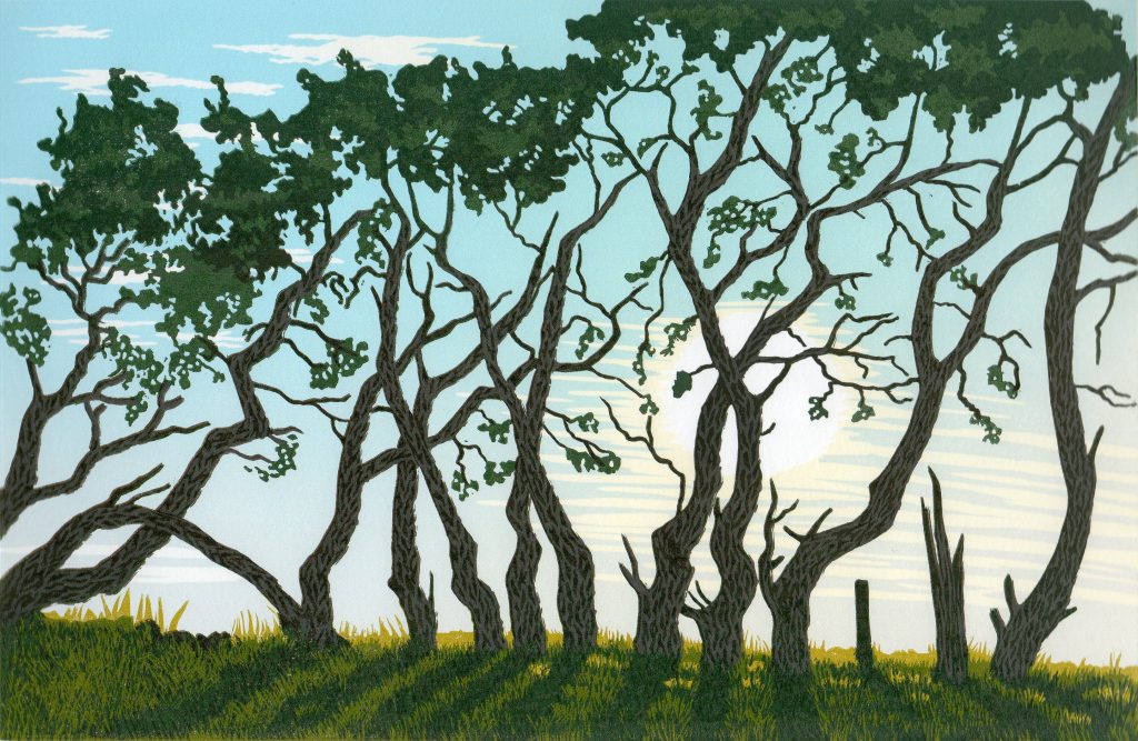 Illustrated artwork showing a row of tall, twisted pine trees silhouetted against a pale blue sky with soft clouds. The trees cast long shadows across grassy ground, while sparse green foliage clings to the winding branches. Sunlight glows behind the trees, creating a calm woodland scene with a stylised, print-like appearance.
