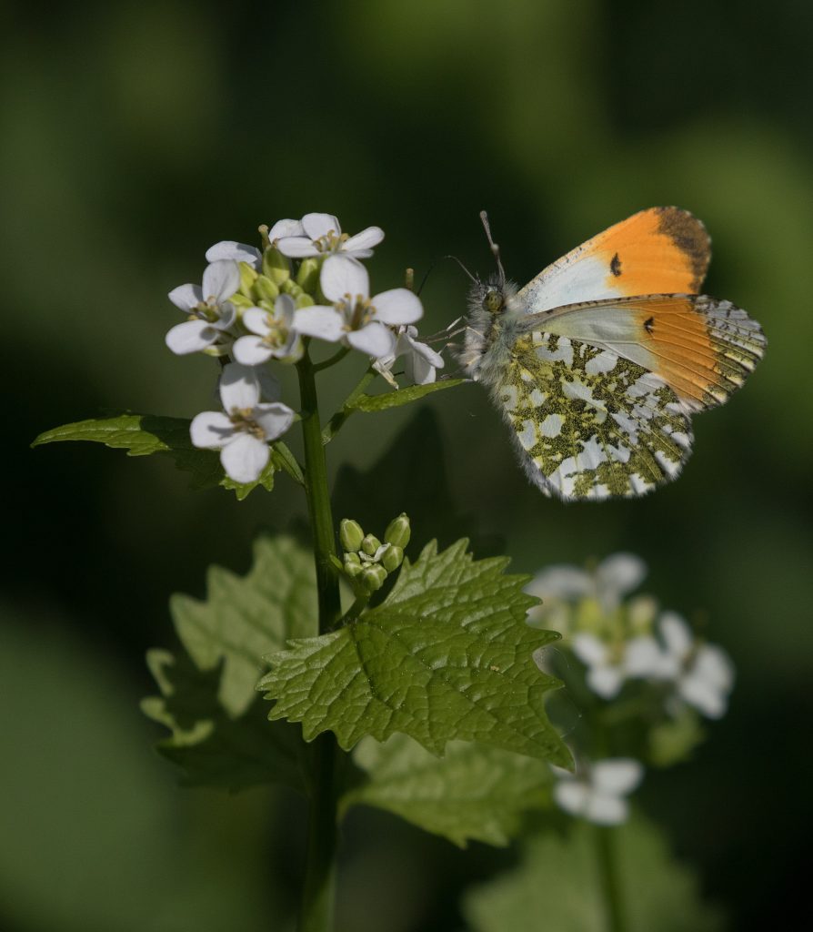 An orange-tip butterfly feeds from small white flowers, viewed side-on with its wings partly open. The bright orange tips of the forewings contrast with the marbled green pattern on the underside of the hindwings, while the surrounding foliage fades into a dark green background.
