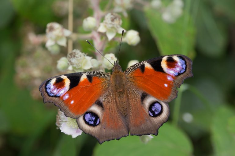 A peacock butterfly rests with its wings fully open on pale blackberry blossom. Its vivid red wings feature striking blue, black and cream eye spots against a softly blurred green background, highlighting the intricate detail of the butterfly's markings.