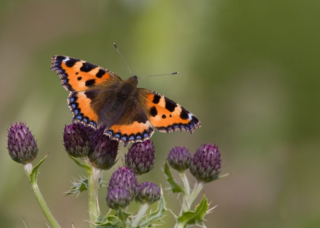 A small tortoiseshell butterfly perches on purple thistle flower buds with its wings spread. Bright orange wings marked with black spots and a border of blue crescents stand out against a softly blurred green background.