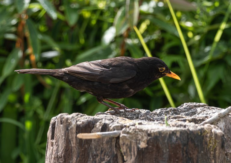 A male blackbird with glossy black plumage and a bright orange-yellow beak perched on a weathered tree stump, surrounded by lush green foliage.
